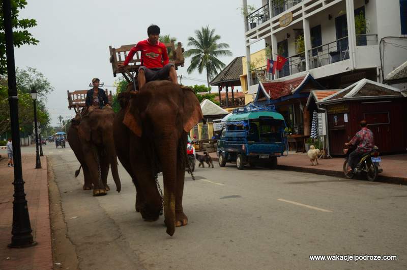 słoń w Laosie