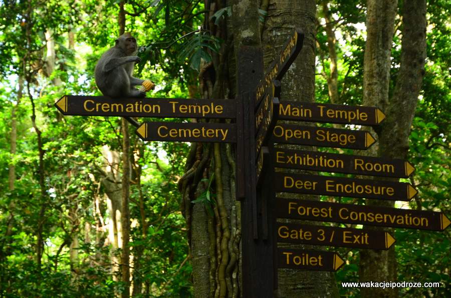 Monkey Forest na Bali - Ubud