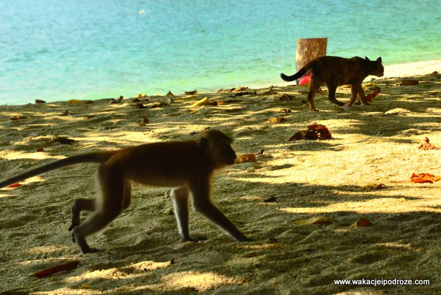 Małpy na plaży w Malezji