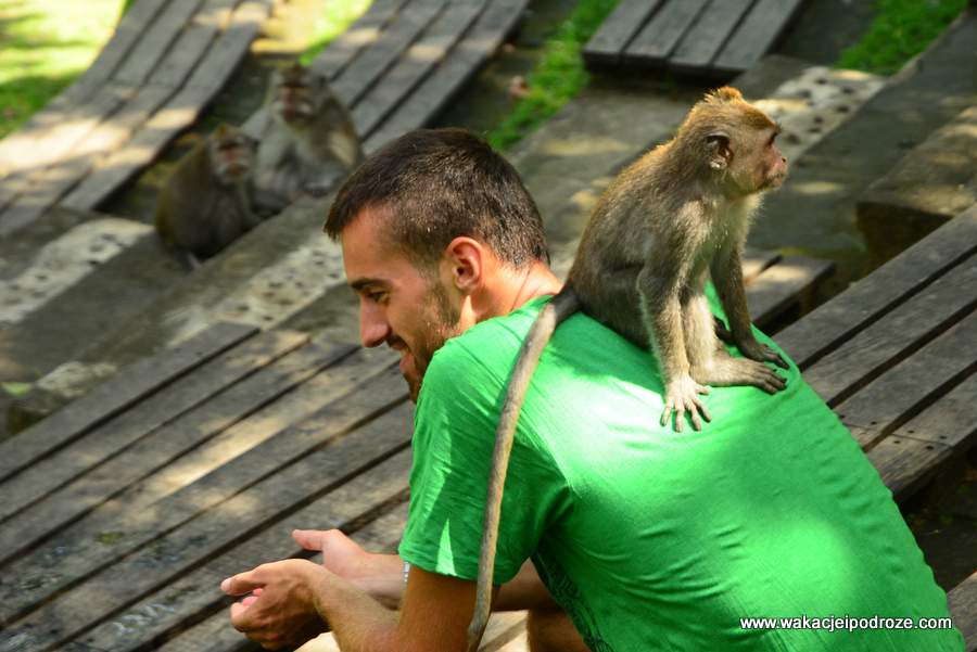 Małpy Monkey Forest Ubud