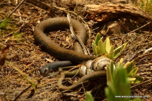 Węży w Hiszpanii jest na prawdę sporo