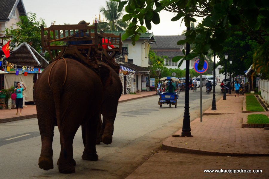 Słonie w Laosie