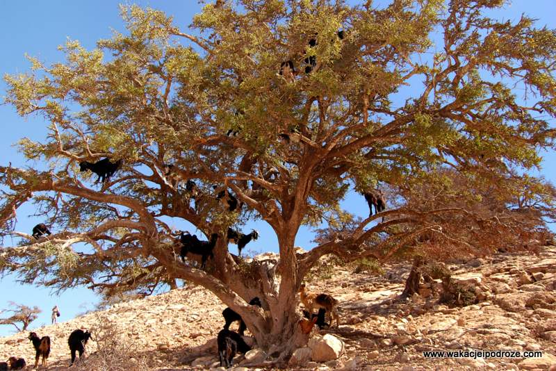 Agadir kozy na drzewie
