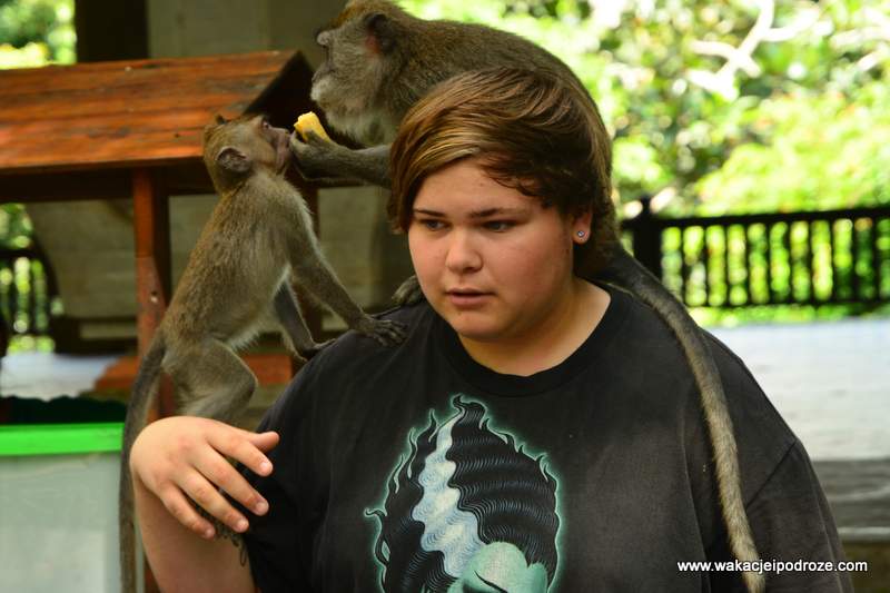 Małpy - Bali