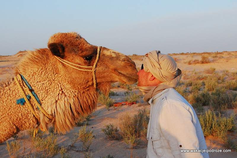 tunezja wielbłąd